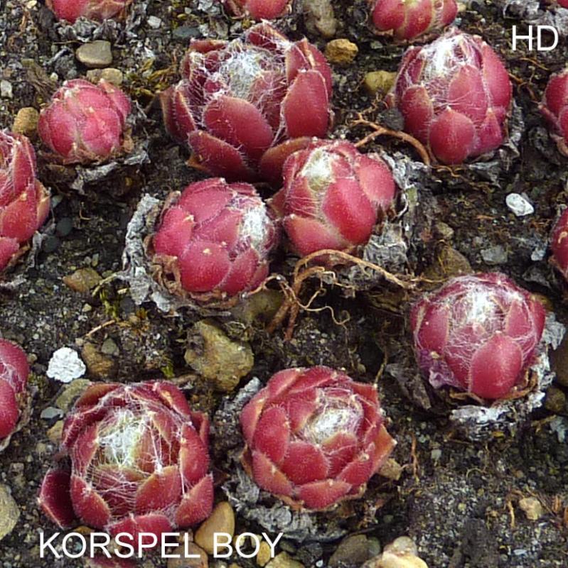 Korspel Boy