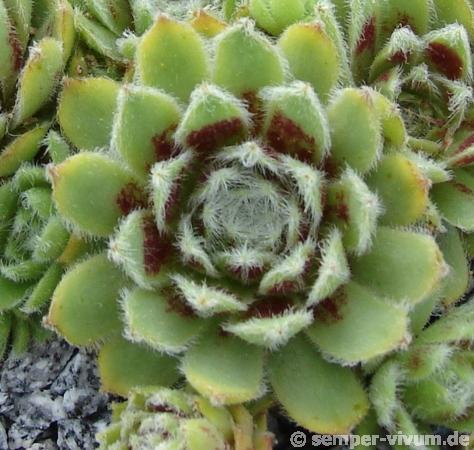 Korspel Beauty
