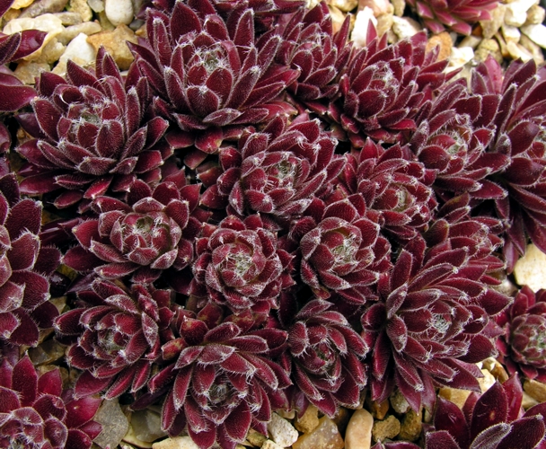 Korspelse Prince