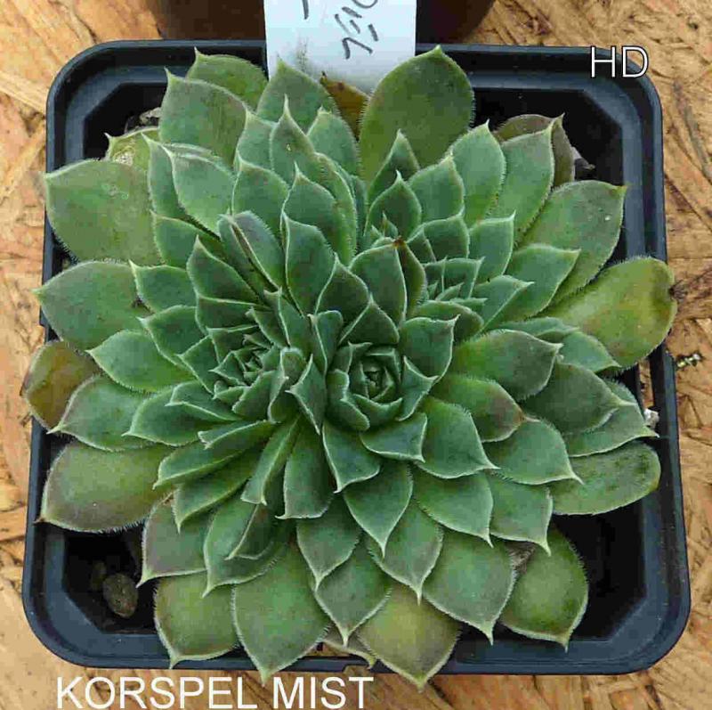 Korspel Mist / Jovi