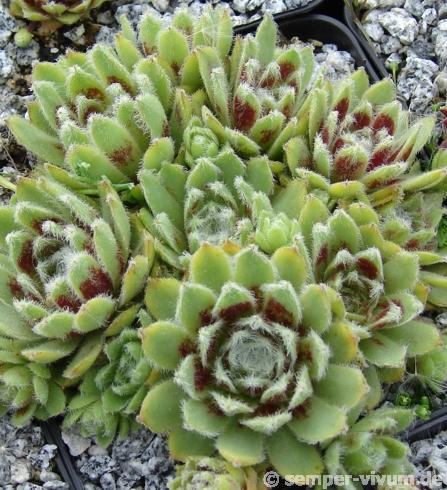 Korspel Beauty