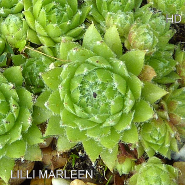Lilli Marleen