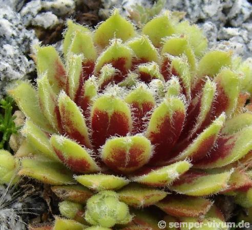 Korspel Beauty