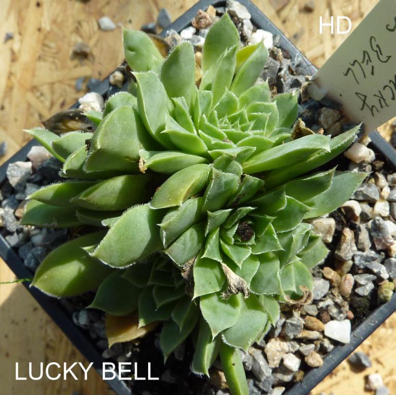 Lucky Bell / Jovi