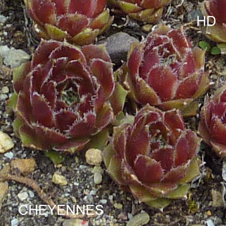 Cheyennes