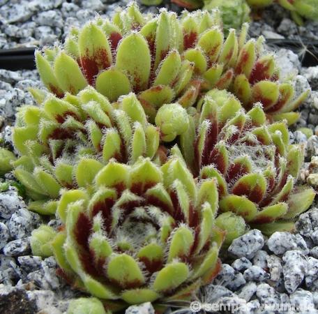 Korspel Beauty