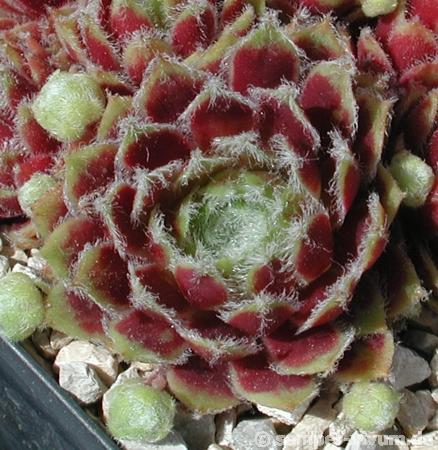 Korspel Beauty