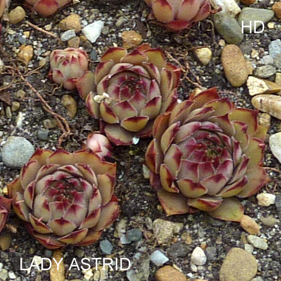 Lady Astrid
