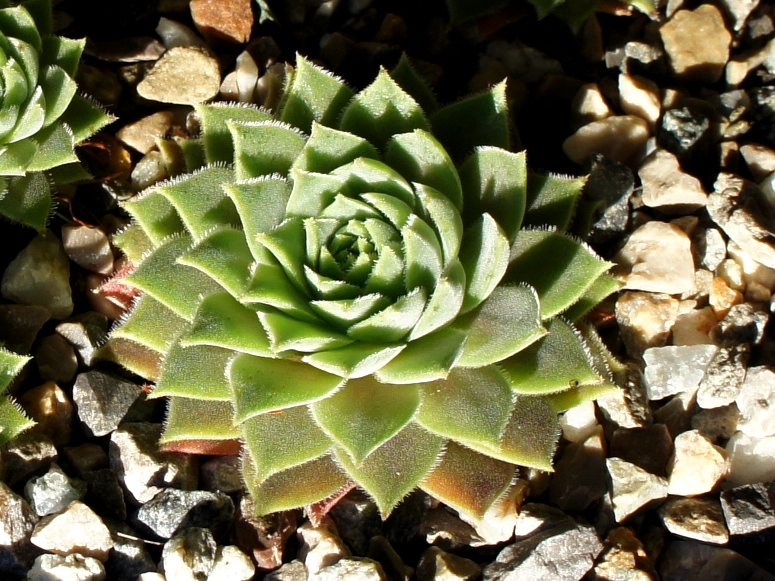 marmoreum ssp. erythraeum from Yondol