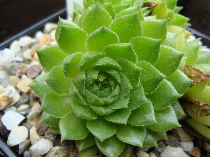 Lentezon