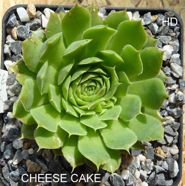 Cheese Cake / Jovi