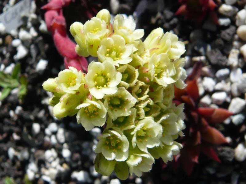 Coral Reef / Jovi