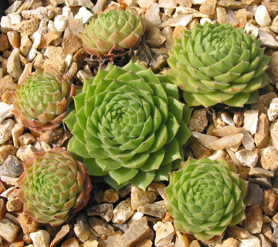 Lentezon