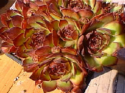 Latour