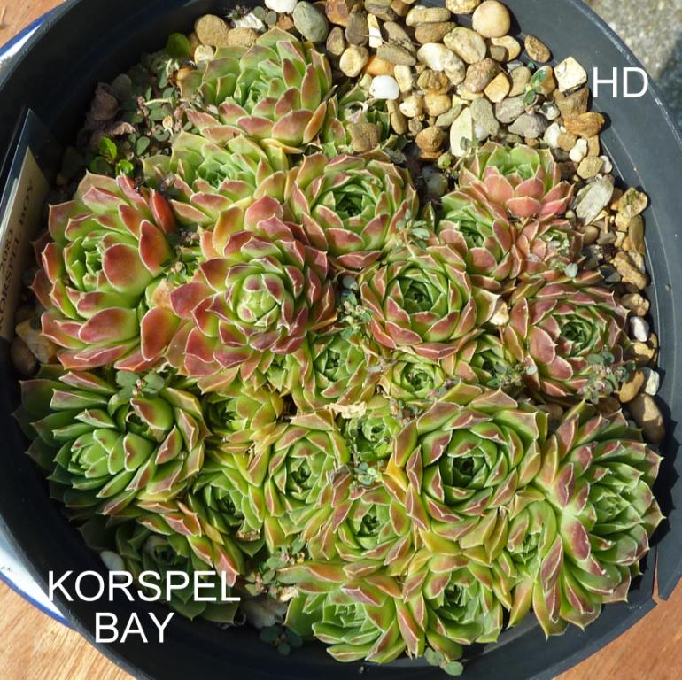 Korspel Bay / Jovi