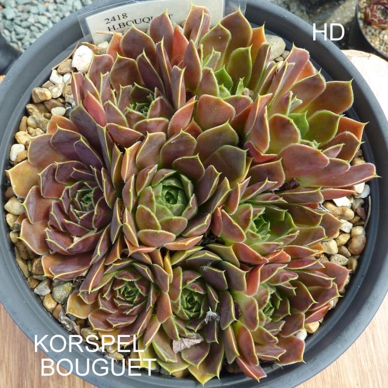Korspel Bouguet / Jovi