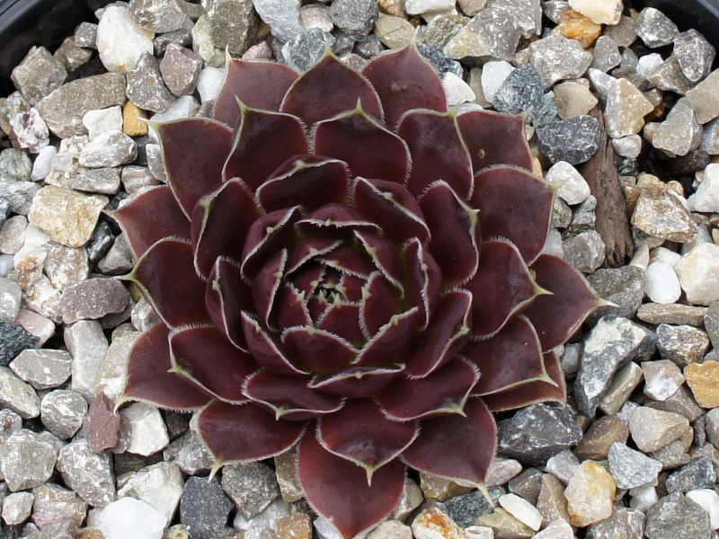 Korspel Flower / Jovi