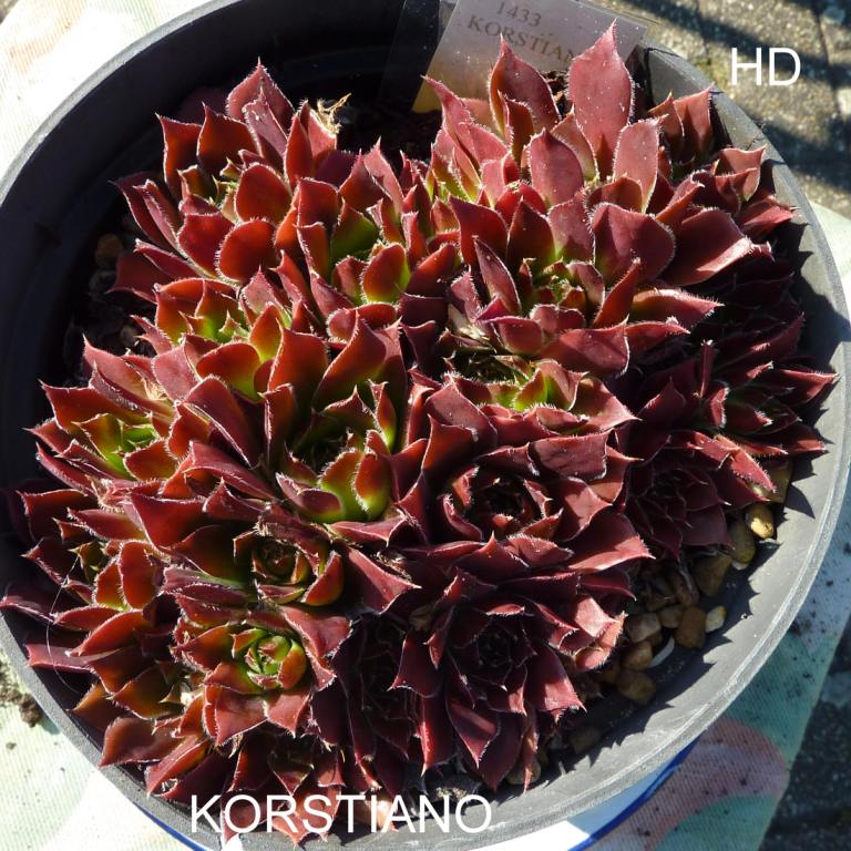Korstiano / Jovi