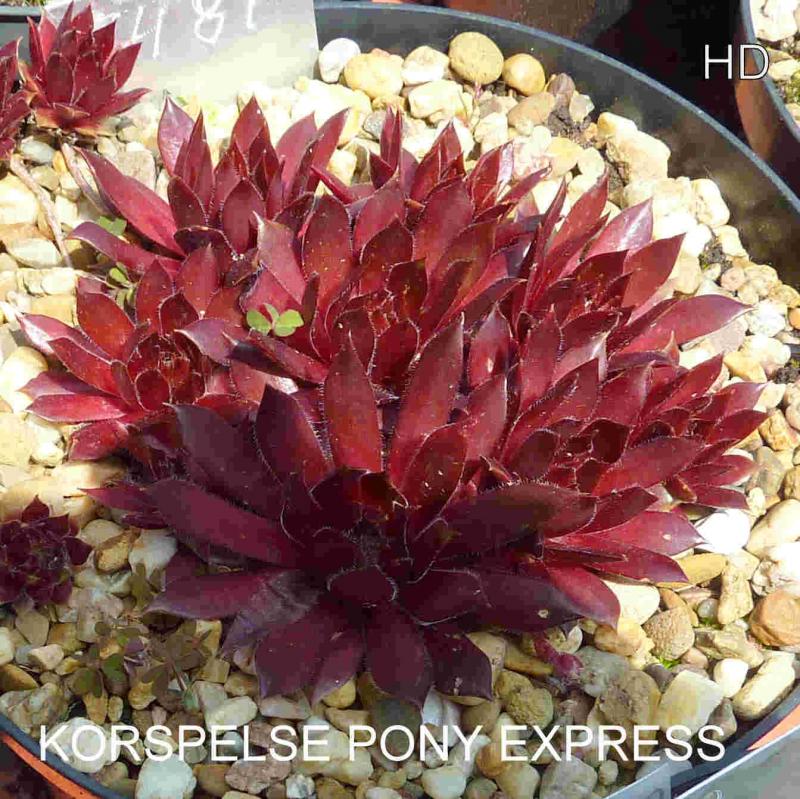 Korspelse Pony Express