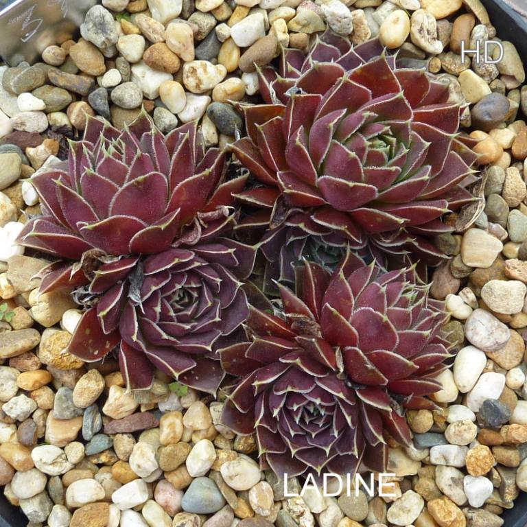 Ladine / Jovi