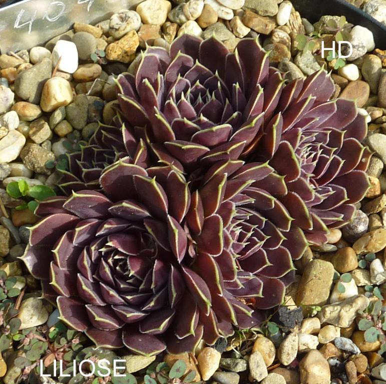 Liliose / Jovi