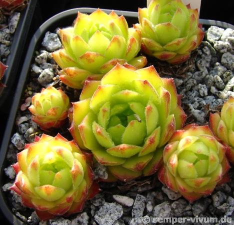 Limonella