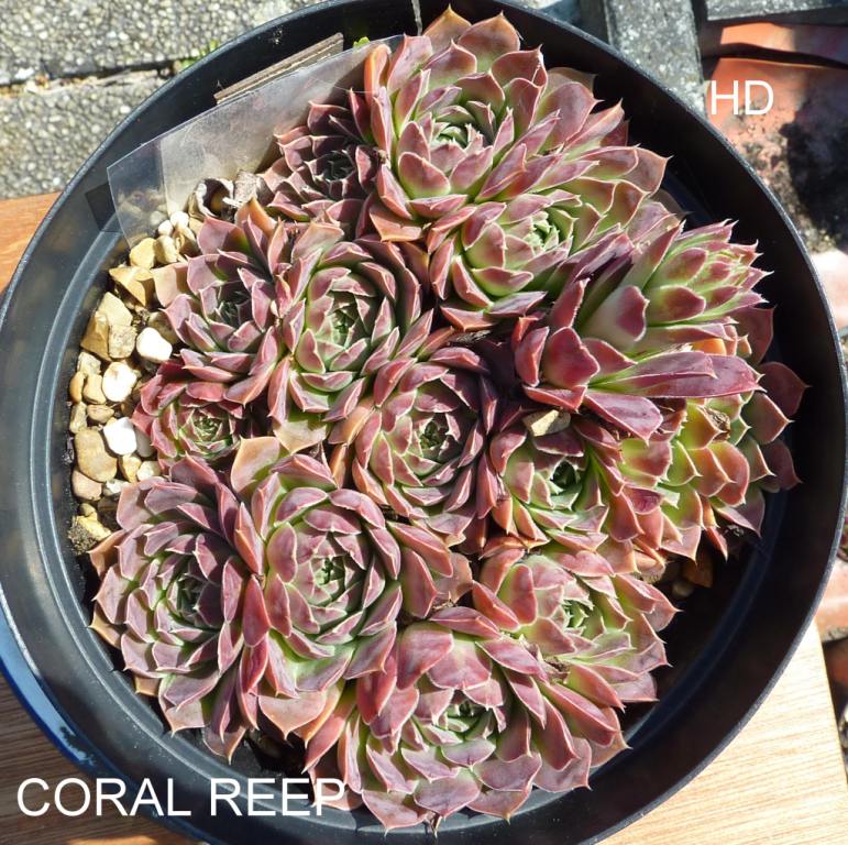 Coral Reef / Jovi