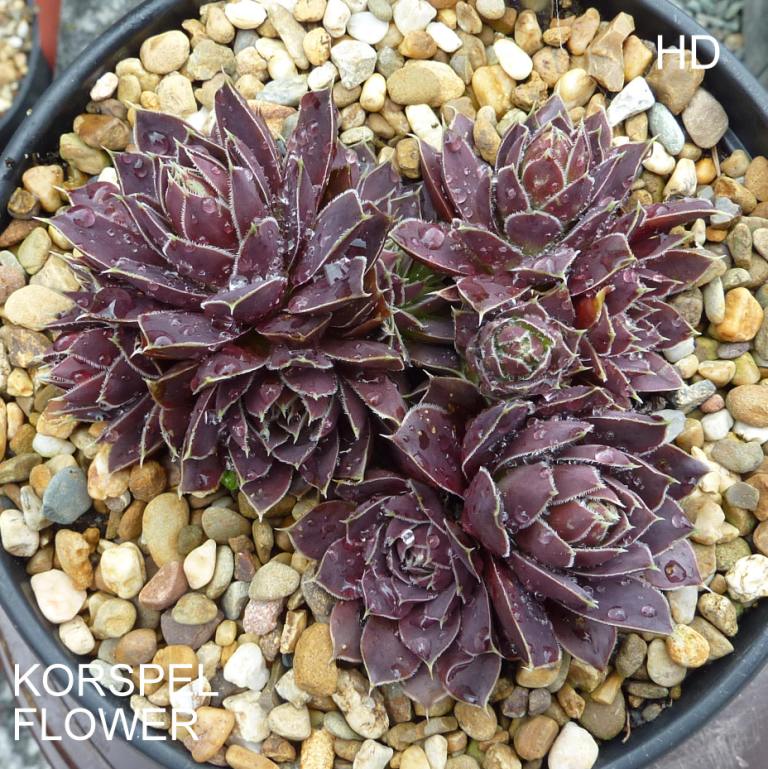 Korspel Flower / Jovi