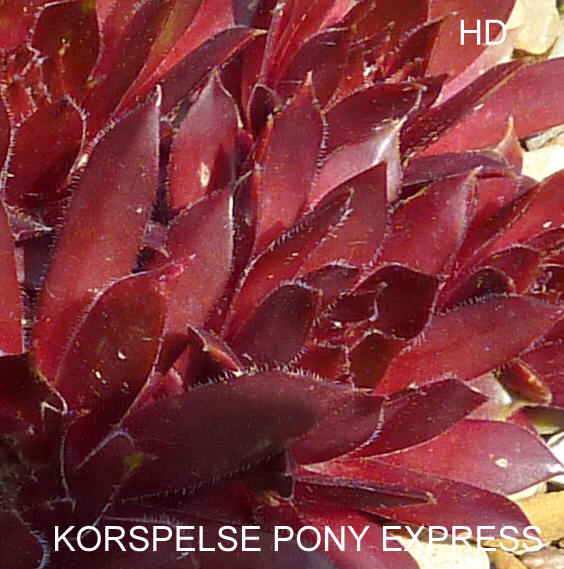 Korspelse Pony Express