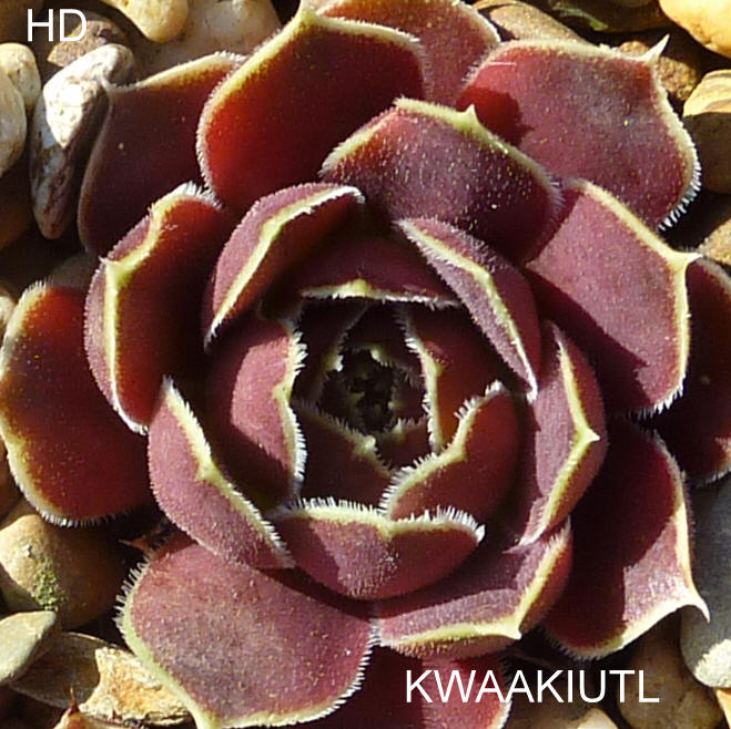 Kwakiutl / Jovi