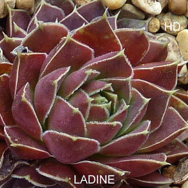 Ladine / Jovi