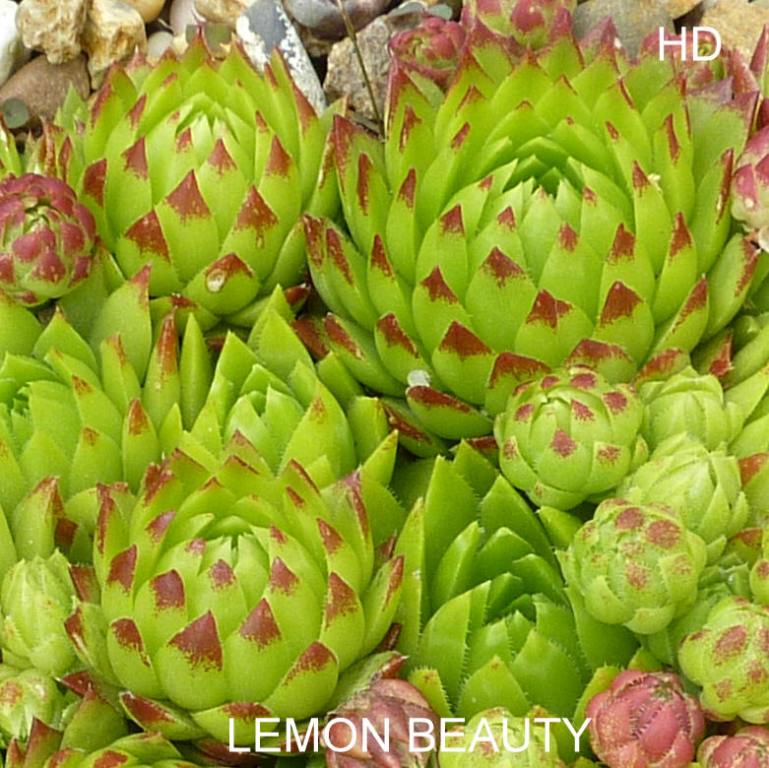 Lemon Beauty / Jovi