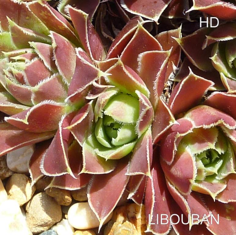 Libouban / Jovi