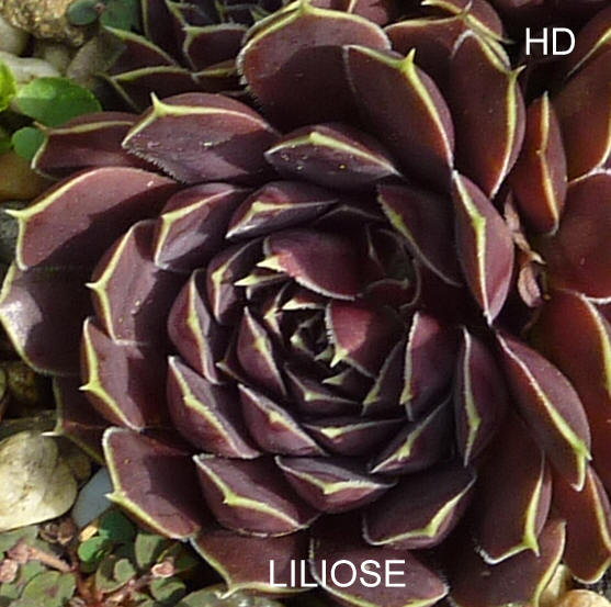 Liliose / Jovi