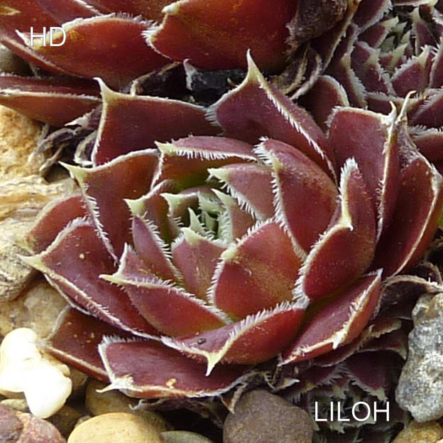 Liloh / Jovi