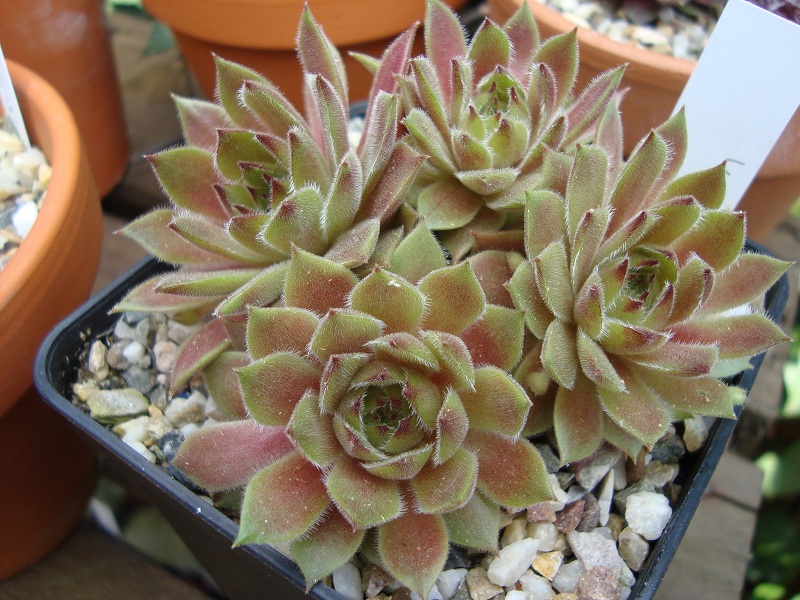 Lentezon