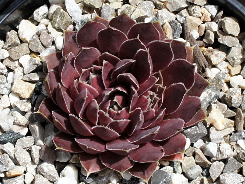 Korspel Flower / Jovi