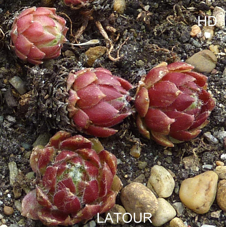 Latour