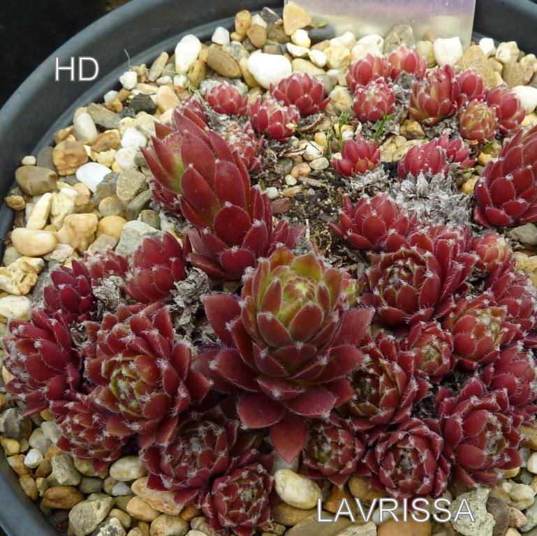 Lavrissa