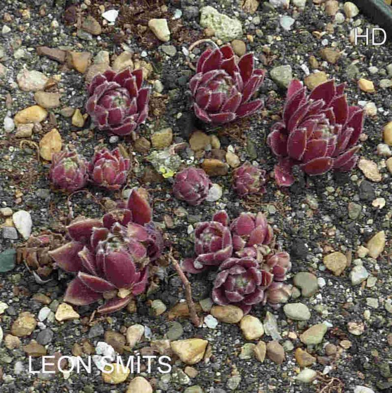 Leon Smits