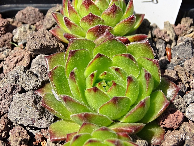 Limonella