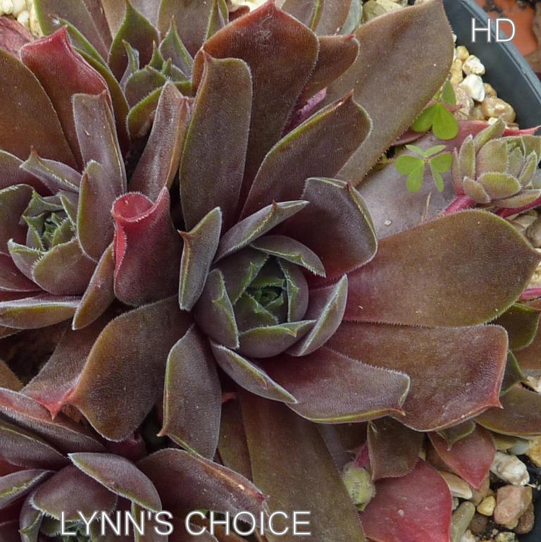 Lynn's Choice