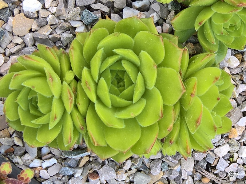 Limonella