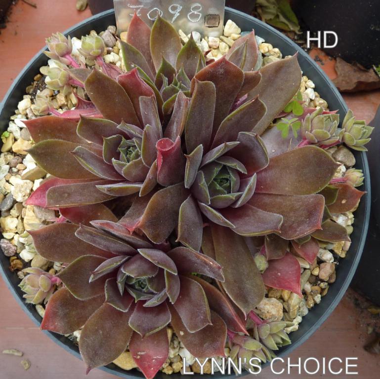 Lynn's Choice