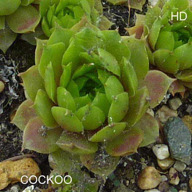 Cockoo