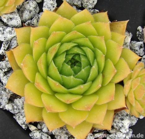 Limonella
