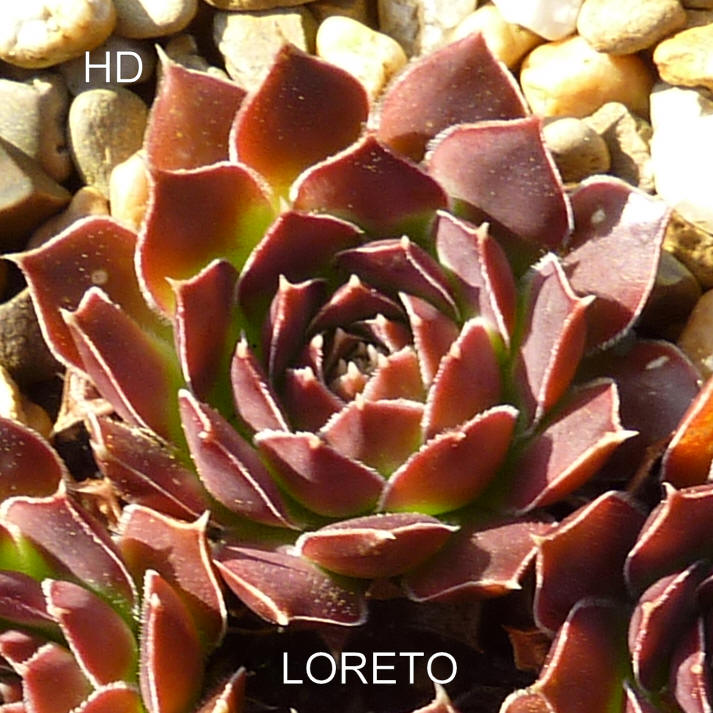 Loreto / Jovi