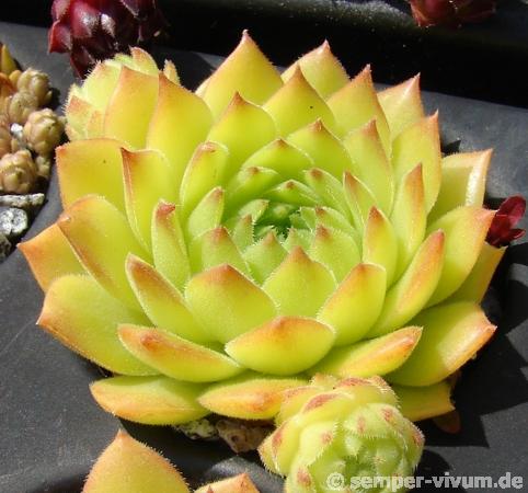 Limonella