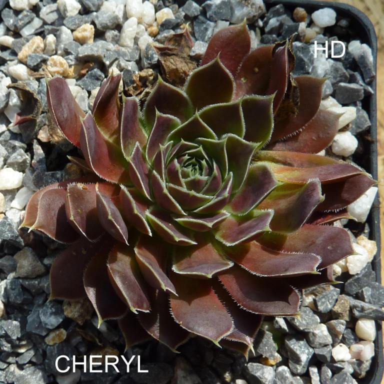 Cheryl / Jovi