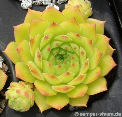 Limonella